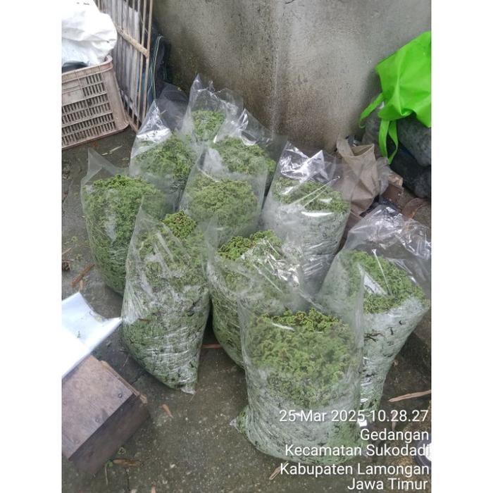 Bibit Azolla 1 Plastik Besar 5 Kilo Tbk