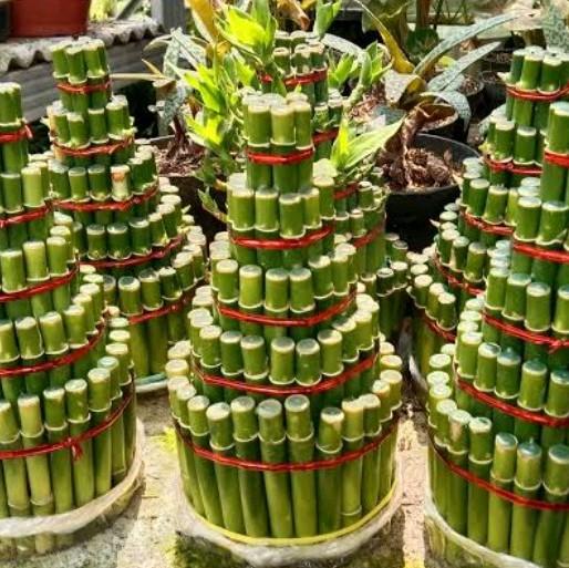 Bambu Hoki 5 Susun - Bambu Hoki Keberuntungan - Sri Rezeki