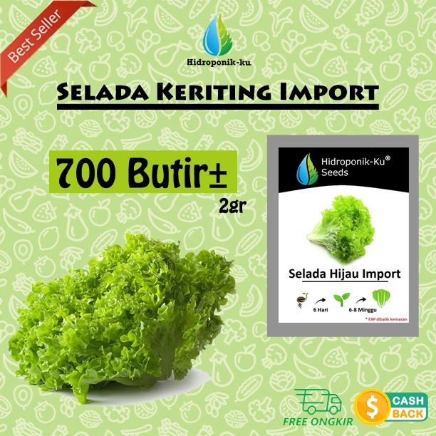 Bibit/ Benih Selada Keriting 2gr ( 700 biji ) Hidroponik ku