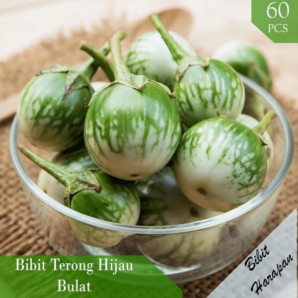 Benih Bibit Biji Terong Lalap Hijau Bulat Bibit Sayuran Unggul
