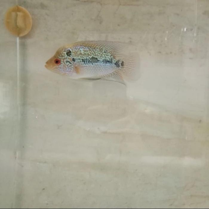Ikan Hias Predator Tankmate - Ikan Louhan SRD Bahan / Prospek - Murah