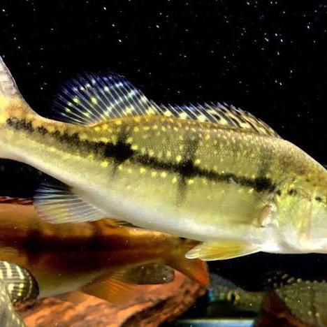 pbass xingu pure pbas xingu tankmate