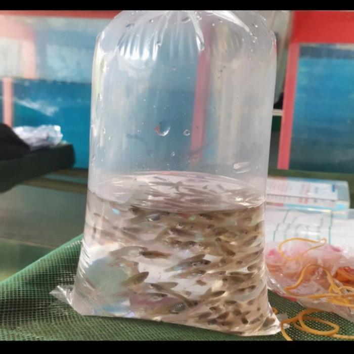Ikan Cere Pakan Ikan Cere 130 Ekor Tankmateisi untuk Grab Gojek Salam Sha Arwana