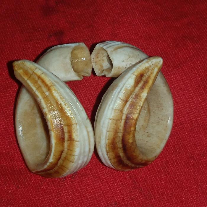 taring sepasang babi nguraak tua tarbi tua kalimantan kalung gelang pria