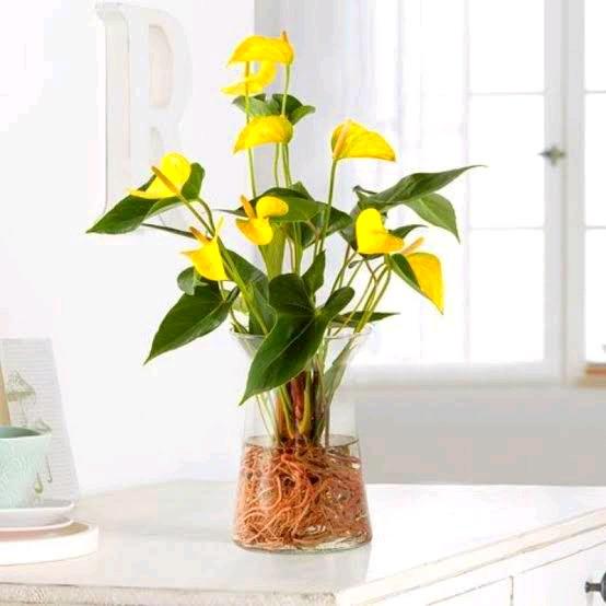(bayar ditempat) Tanaman hias anthurium mickey mouse bunga kuning - tanaman hidup mickey mouse kunin