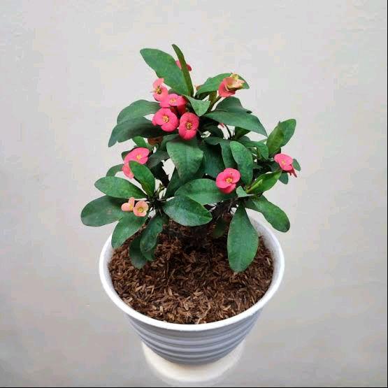 Tanaman hias bunga euphorbia - kaktus euphorbia