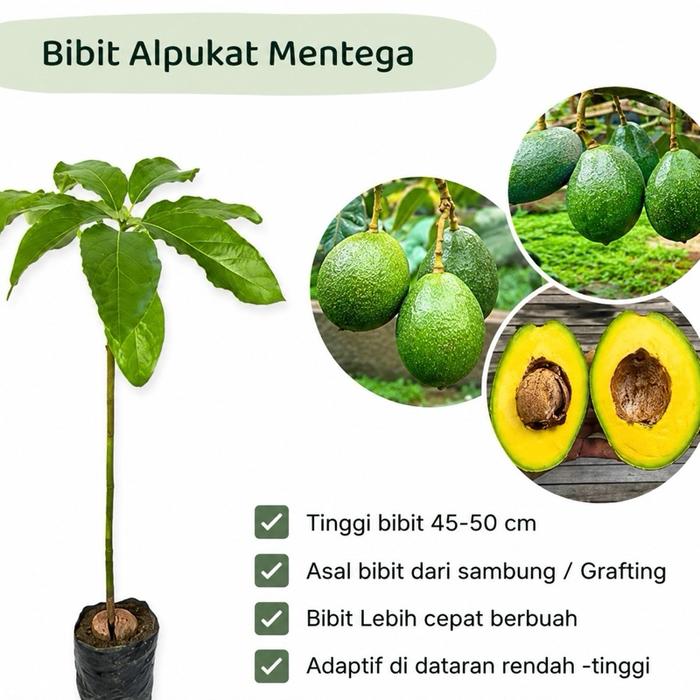Bibit alpukat mentega tinggi 45-55cm