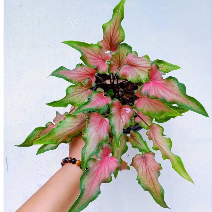 Keladi Keris Keladi Hias Caladium Tanaman Hias Keladi Tanaman Keladi Hidup Tanaman Hias Murah Anakan