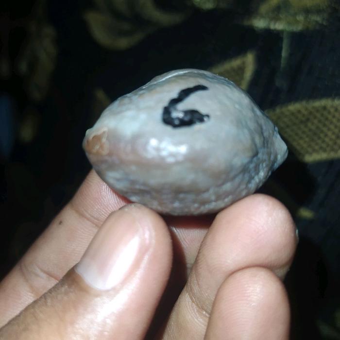 Muncang Adu Jabra Batok Tebal paket 3 biji