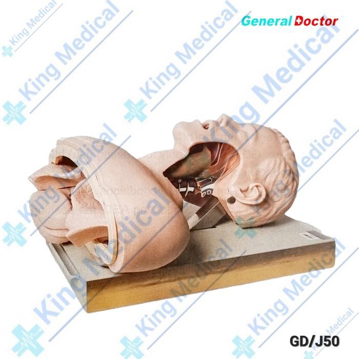 Phantom Manekin Airway/Airway Intubation Simulator GD/J50