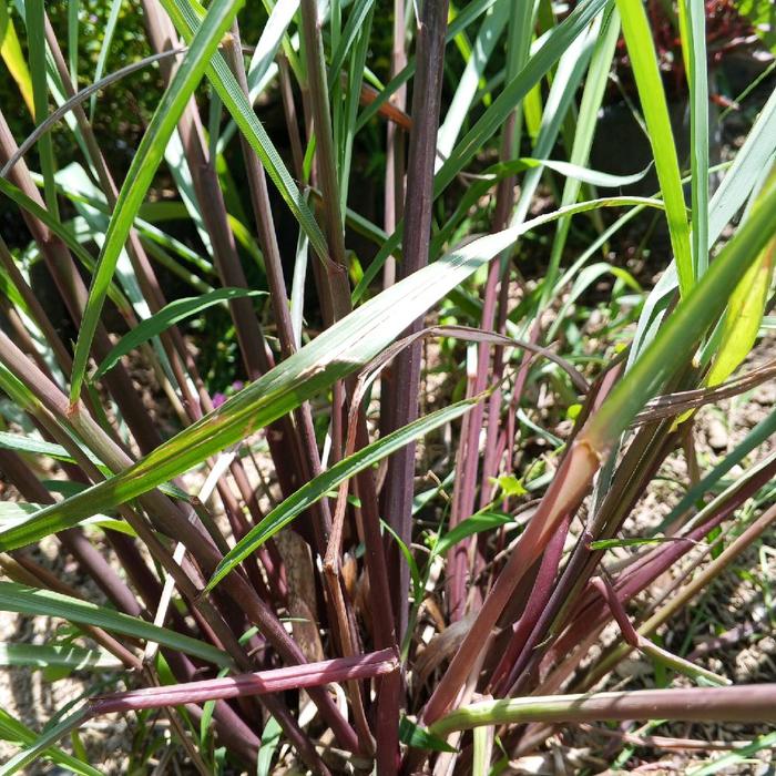 Bibit Tanaman herbal Serai Wangi / Serai Merah untuk Taman Rumah Anda