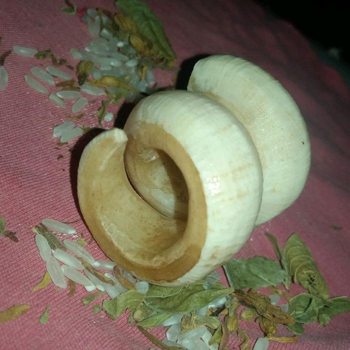 taring  babi nguraak tua tarbi  kalimantan kalung  pria