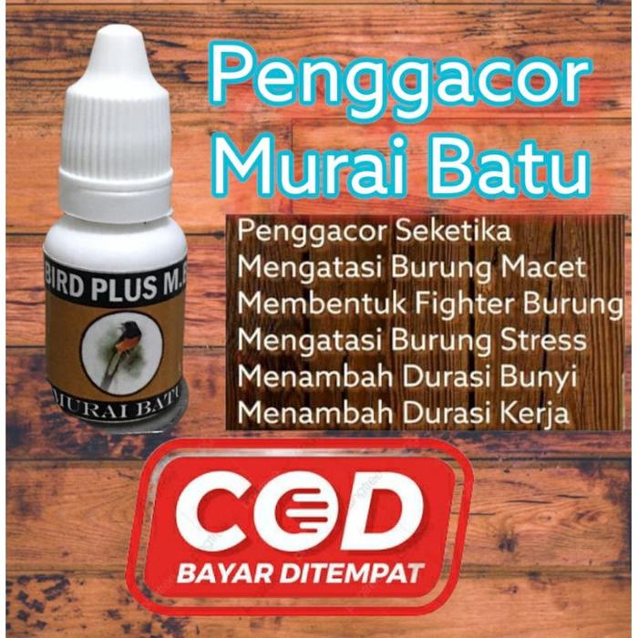 poksay vit voice penggacor burung