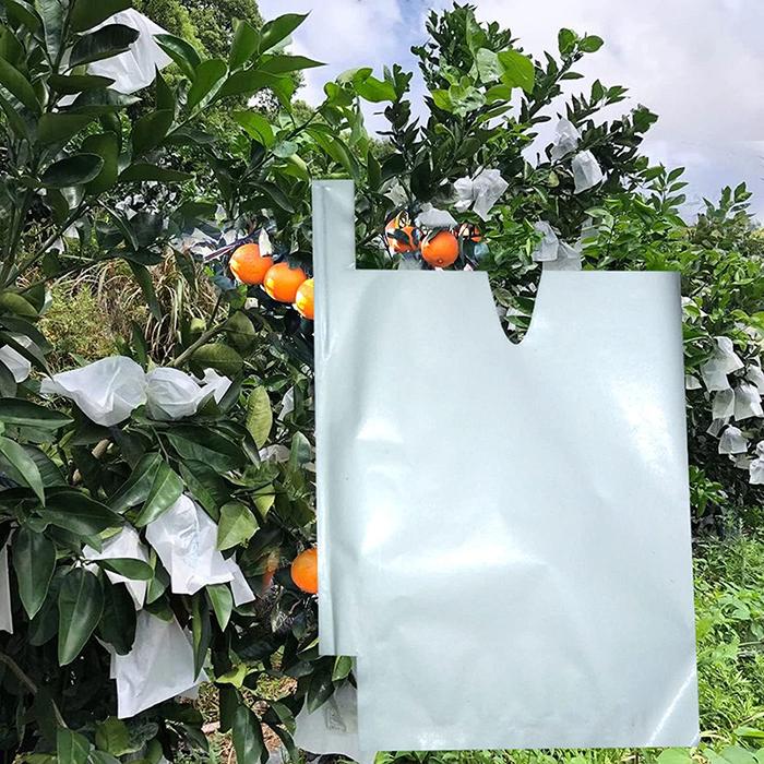 100pcs Pembungkus Buah Fruit Bag Fruit Cover Bungkus Buah Tembus Pandang Anggur Transparan Waterpro