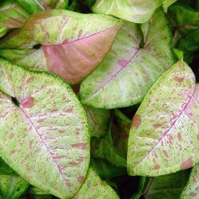 Syngonium Confetti Tricolor / Syngonium / Singonium / Syngonium Pink / Singonium Pink / Singonium Pi