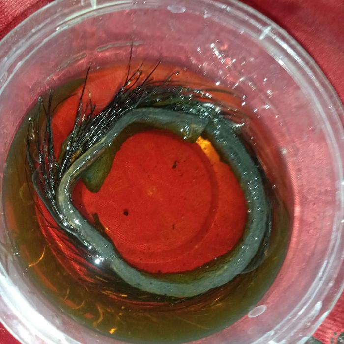 RB samban.babi.hidup gelang pria asli Kalimantan