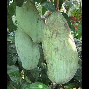 bibit mangga mahatir okulasi