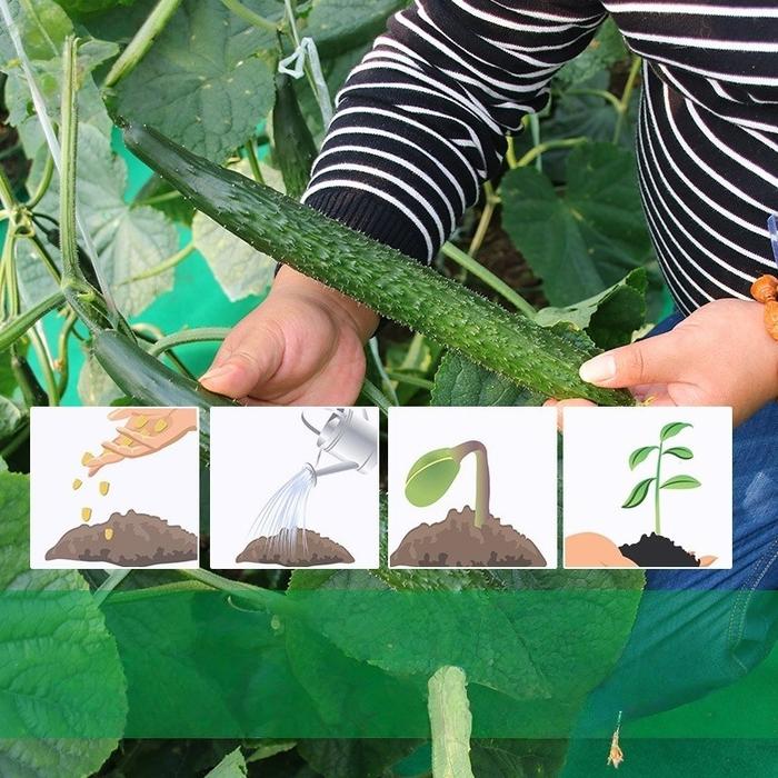 Benih Timun Unggul 3pcs Bibit Ketimun Hijau Tua Daging Tebal & Mengkilap Benih Kebun