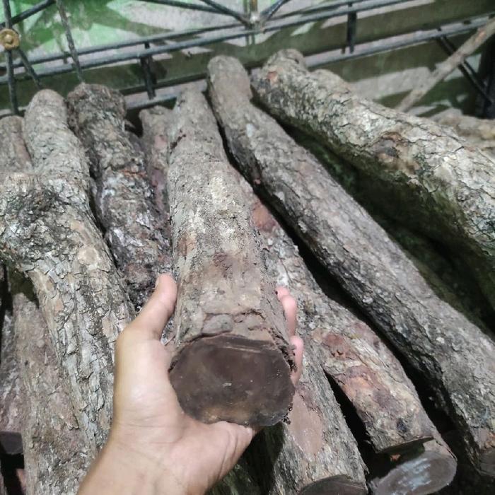 BAHAN KAYU STIGI MATI NGURAK