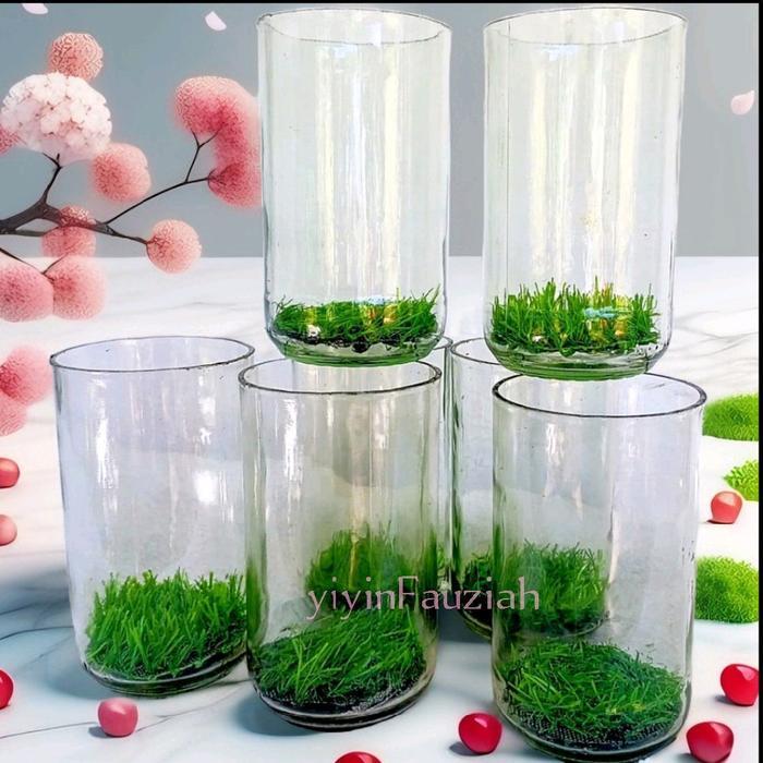 Botol kaca botol ikan hias ukuran 700ml_1pcs /botol tabung/wadah ikan cupang-aquarium mini