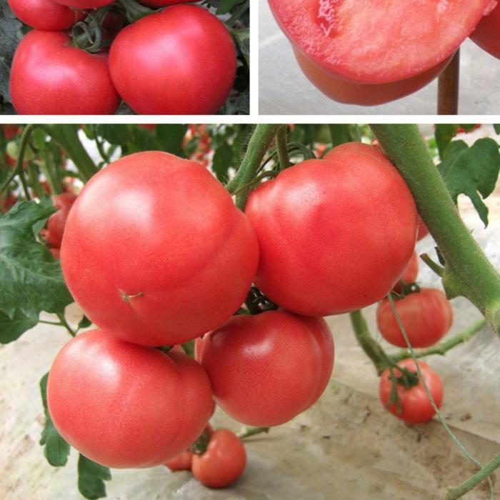 3 Bungkus Benih Tomat Sayuran Import Benih Tomat Besar Hasil Melimpah Kemasan Original untuk Kebutuh