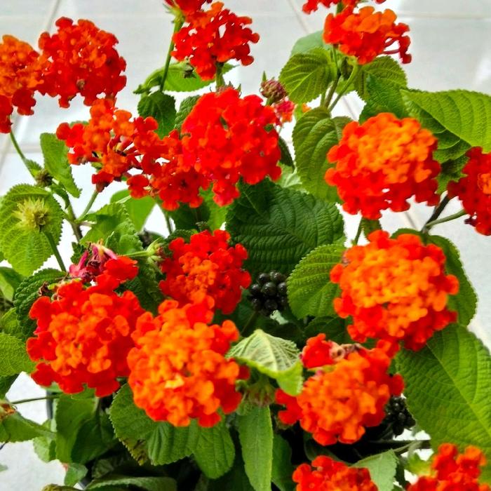 Lantana lokal bisaa di sambung SM mikro
