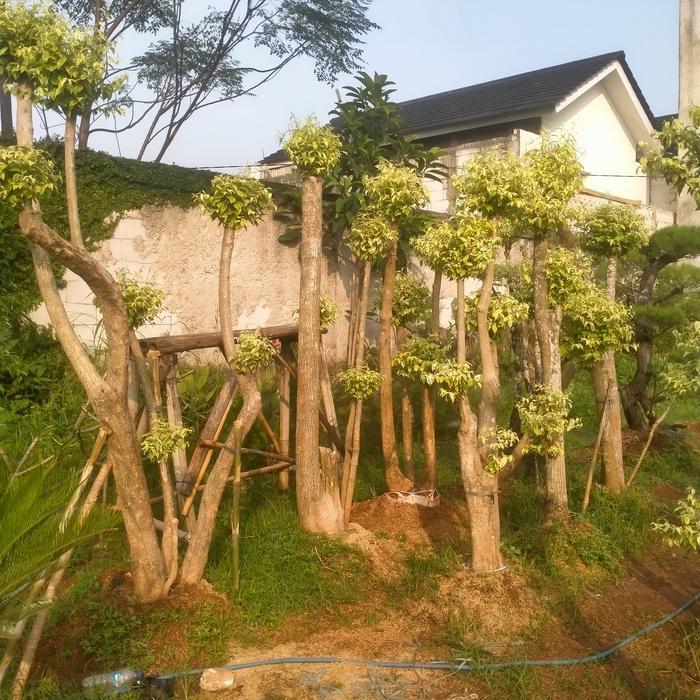 bonsai anting putri besar