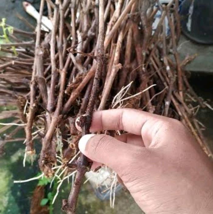 cutting anggur rs bella full akar