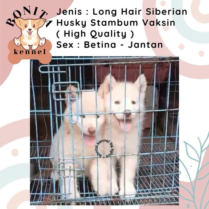 Siberian Husky Stambum Red Cooper Grey Anak Anjing Husky Jantan Betina