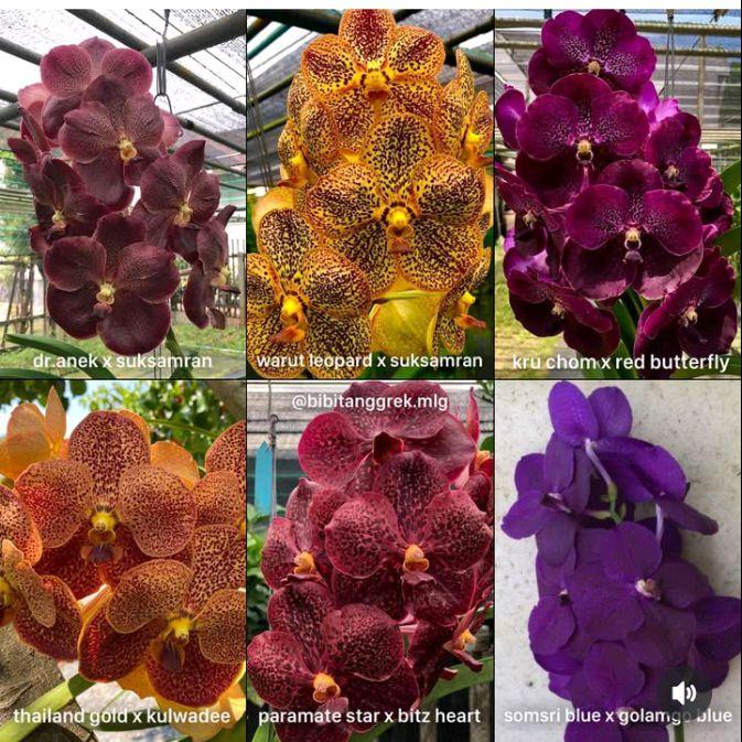 anggrek Vanda dewasa ID RANDOM