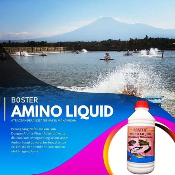 Suplemen ikan chana / obat probiotik chana mutasi warna / mutasi warna