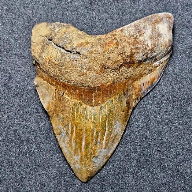 BATU FOSIL MEGALODON PURBA NATURAL ( PG - 1698 )