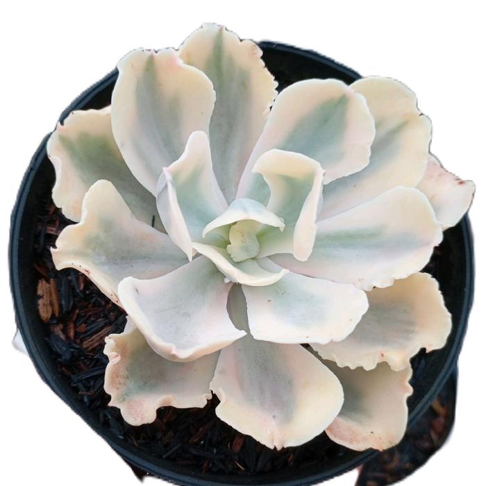 echeveria sahaviana santili whith angel