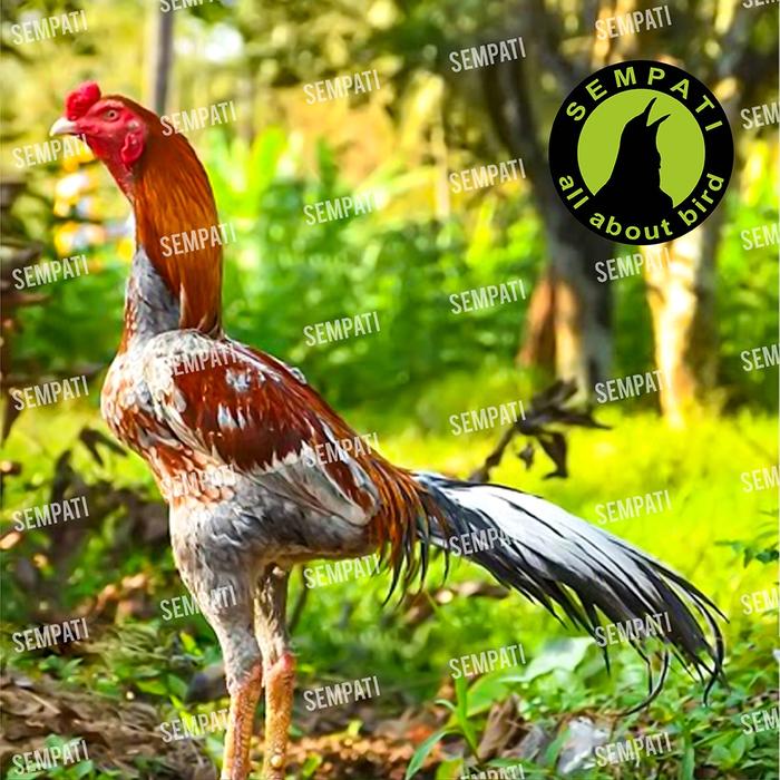 JAMU AYAM ADUAN DOPING AYAM LAGA EXTRA JP
