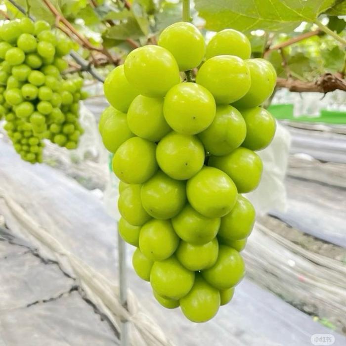 Bibit Anggur Impor Hasil Grafting (Sambung) Lebih Cepat Berbuah