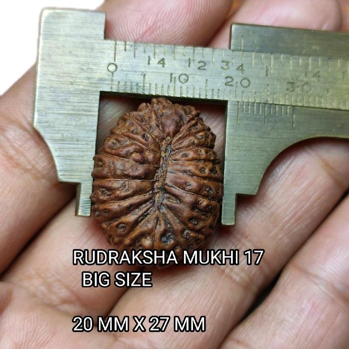 JENITRI RUDRAKSHA MUKHI 17 BIG SIZE LIONTIN JENITRI RUDRAKSHA MUKHI 17