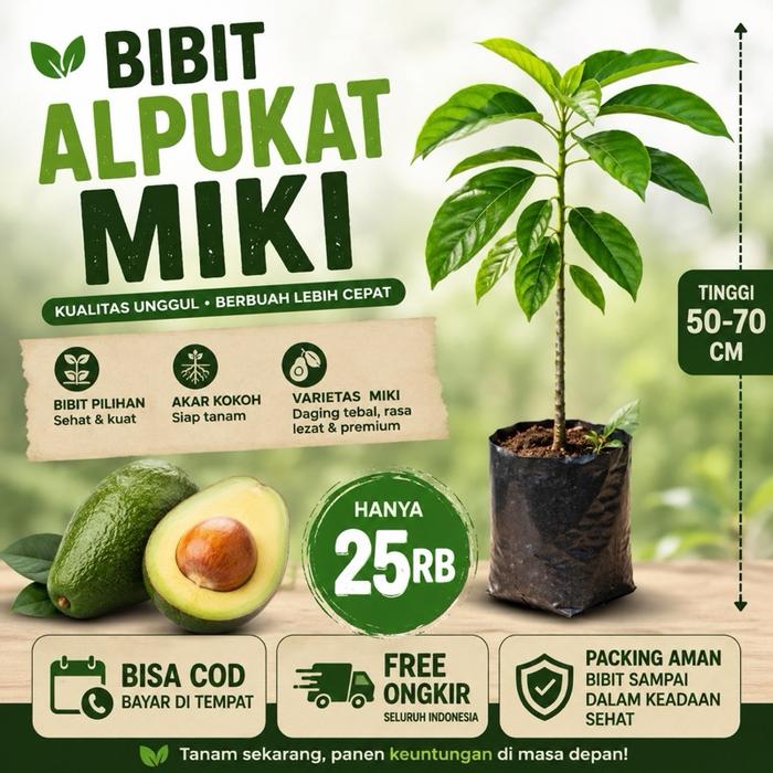 Bibit alpukat miki hasil okulasi tinggi 55-70cm siap buah