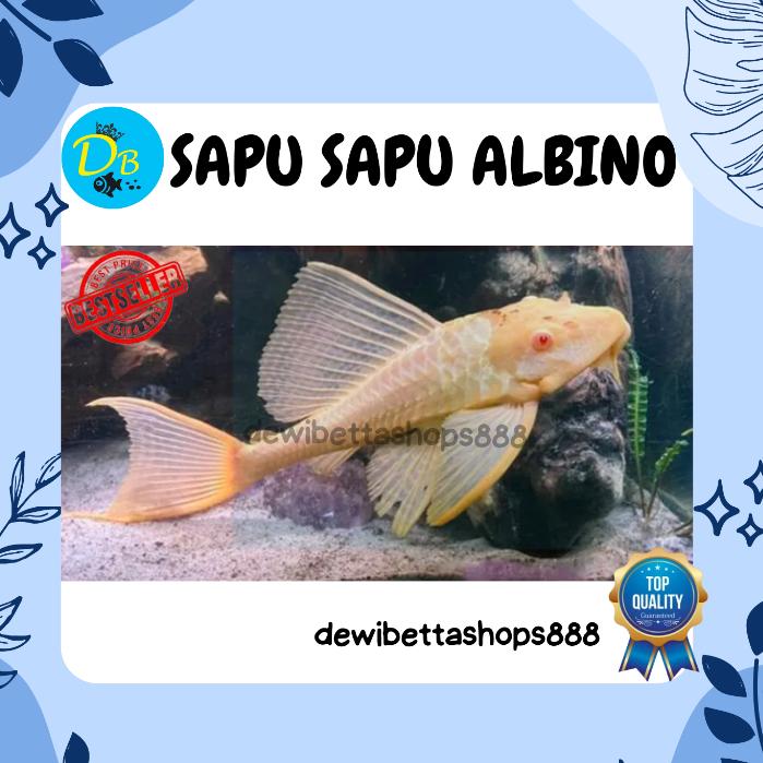 Sapu Albino Jumbo Ikan Ukuran 15-35 Cm
