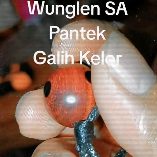 kayu Wunglen Sultan Agung
