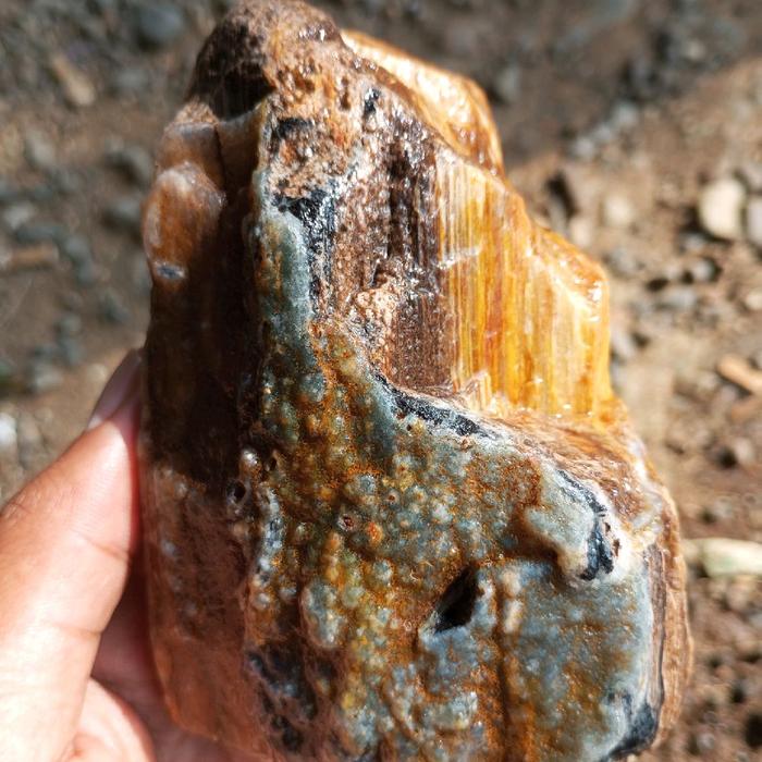 fosil kelor laut kristal berkendit unik