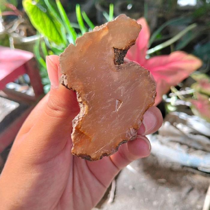 Cempaka Madu Cuci Gudang Bongkar Gudang Cocok Untuk Perhiasan Cincin Panjangan Hadiah