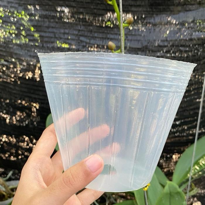 Pot Angbul Transparan Spike Aneka Warna