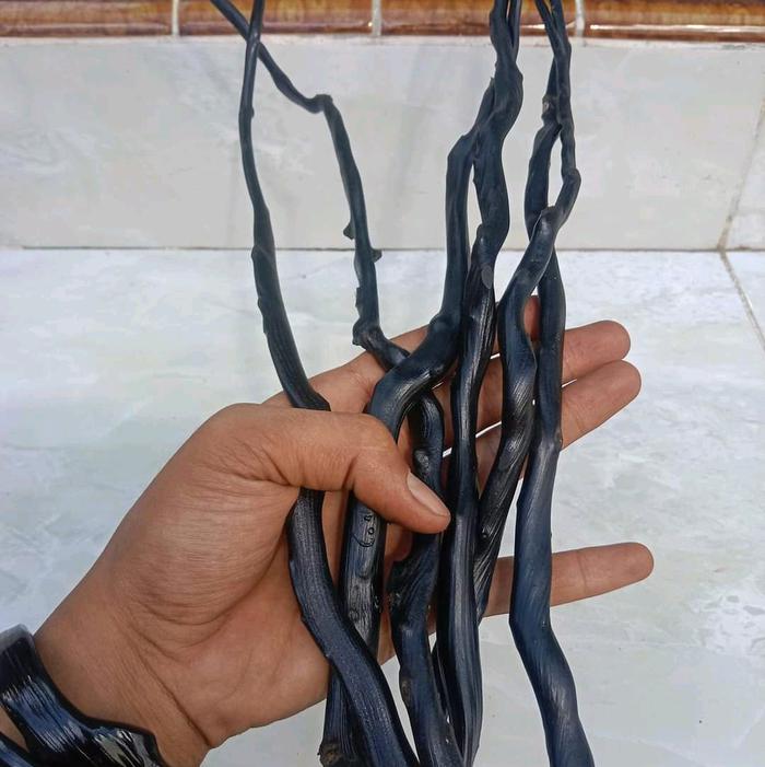 POHON BAHAN GELANG AKAR BAHAR HITAM MERAH