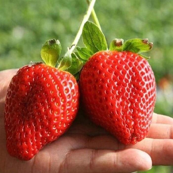 Benih / Bibit Buah Strawberry Giant Strawberi Jumbo Isi 100 Biji
