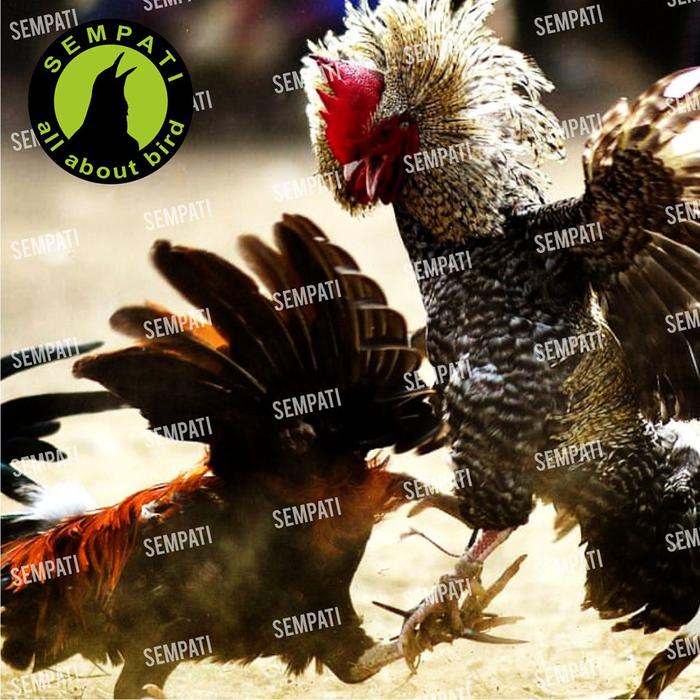 JAMU AYAM GINSENG JAGO FULL STAMINA FULL POWER ISI 150 BUTIR