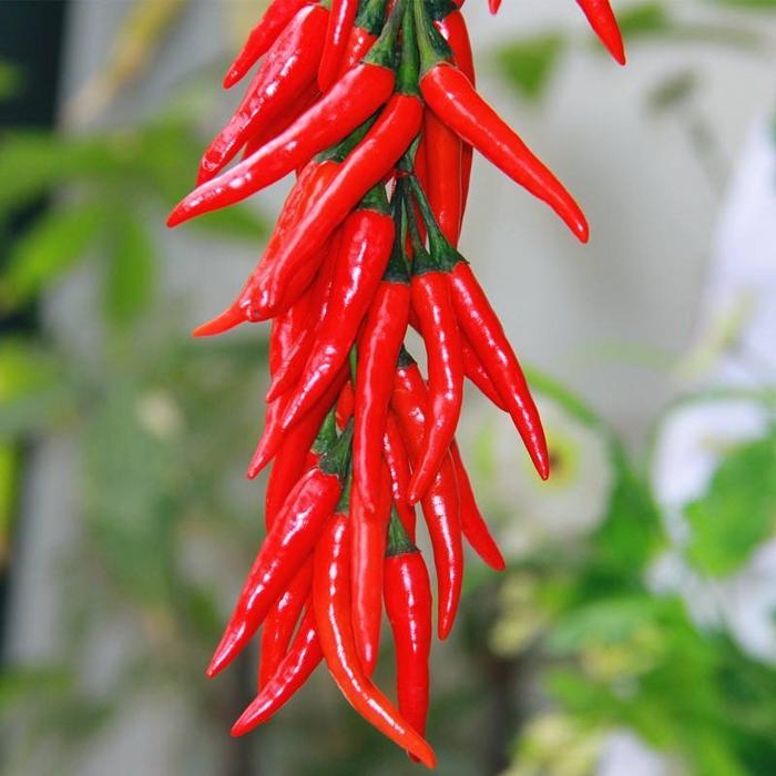 1500 Butir Benih Bibit Cabe Rawit Benih Cabai Rawit Tumpuk Jepang Butir Original Aura Seed Bibit Cab