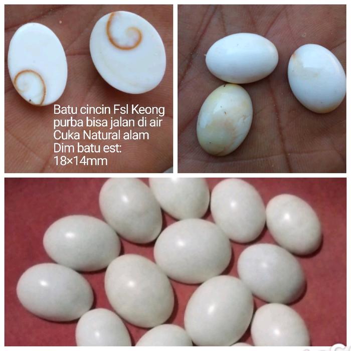 BATU CINCIN KEONG KOLL BUNTET BISA JALAN DI AIR CUKA NATURAL 100%