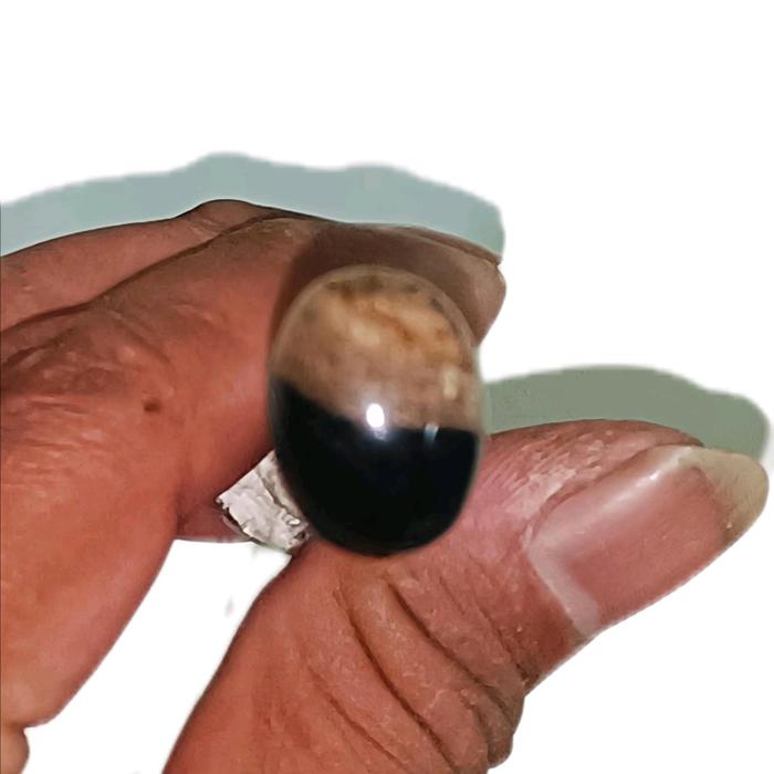 Fosil Kayu Ulin Natural dengan Dua Warna Berbeda