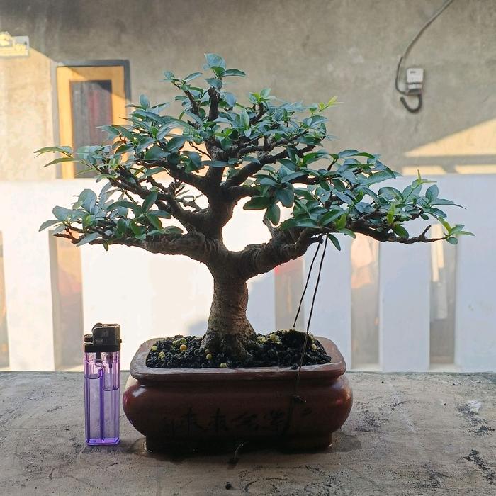 Bonsai anting putri small