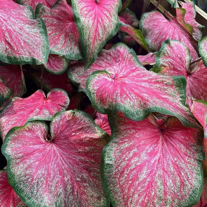 Keladi Tickle Me Pink Keladi Hias Caladium Tanaman Hias Keladi Tanaman Keladi Hidup Tanaman Hias Mur